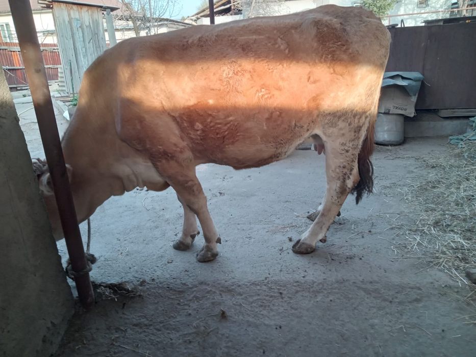Продам дойную корову