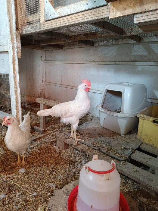 Продам 2 петушка на выбор.