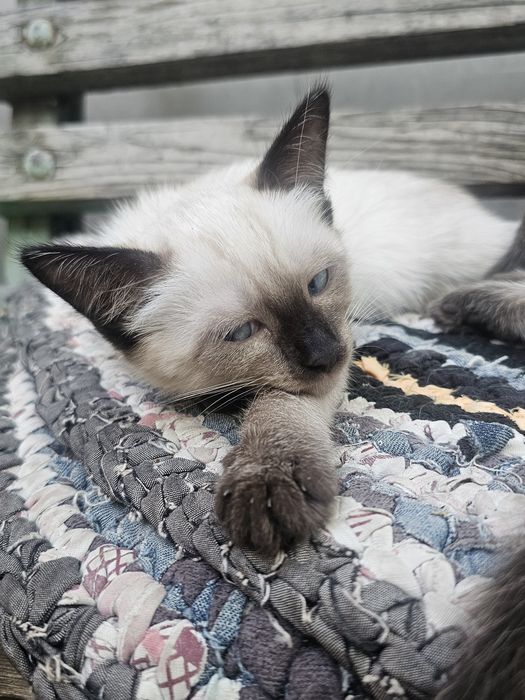 продаются сиамские котята