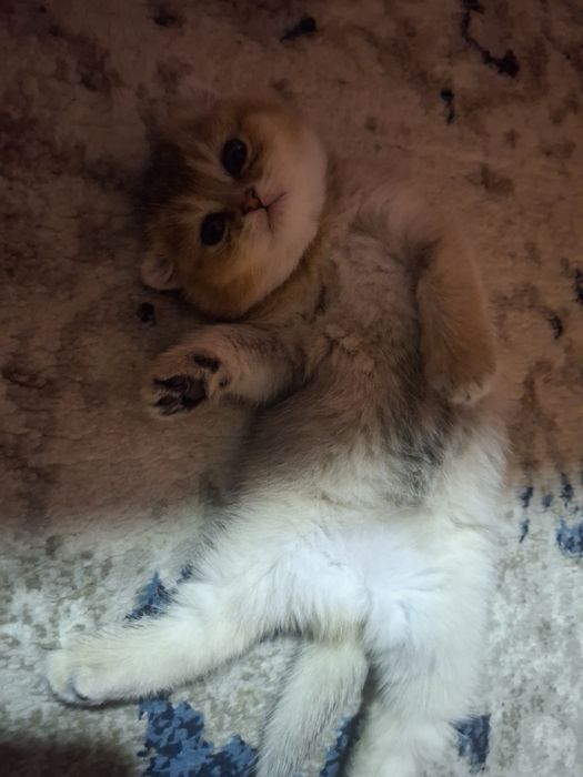 Zalatistiy shinshilla fold Mushukcha sotiladi!