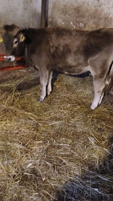 Jurincuta bruna de maramures