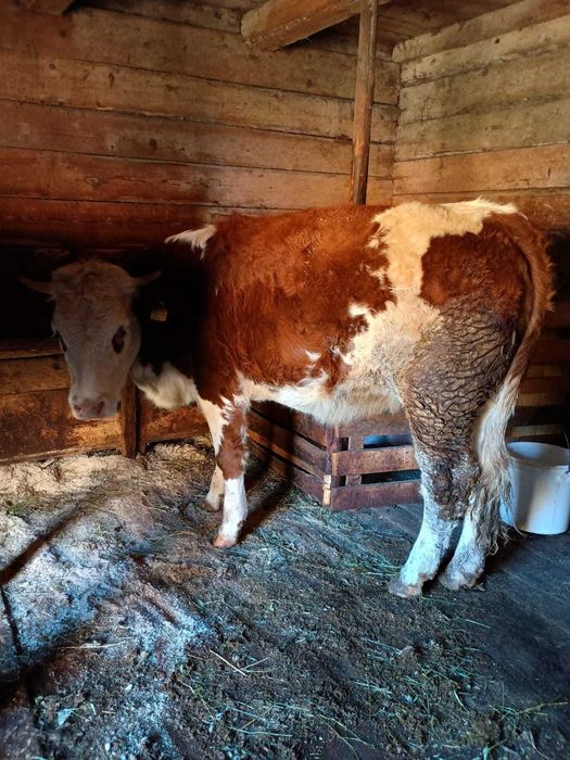 Vând junincă bălțată