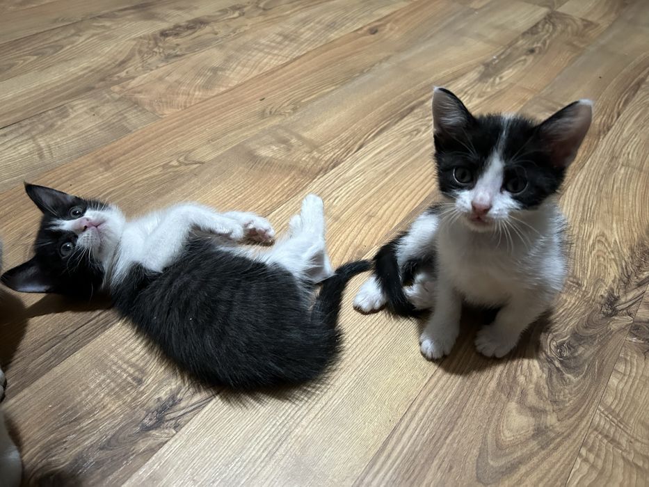 Отдам котят в хорошие руки