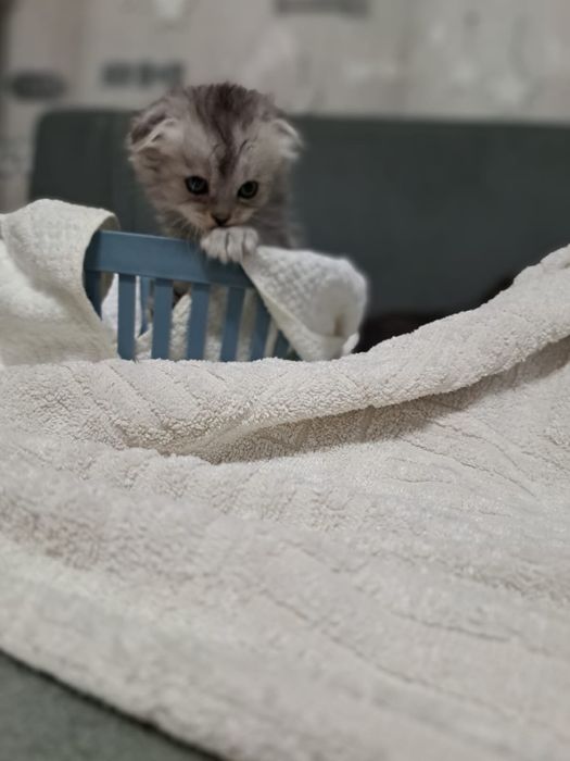 Продам котят шотладских