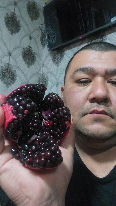 Катта дарат мевали кучатлар 3/8 ёшгача ишонарли сортлар сотувда