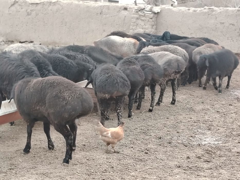 Qo'zi qochqorlar sotiladi