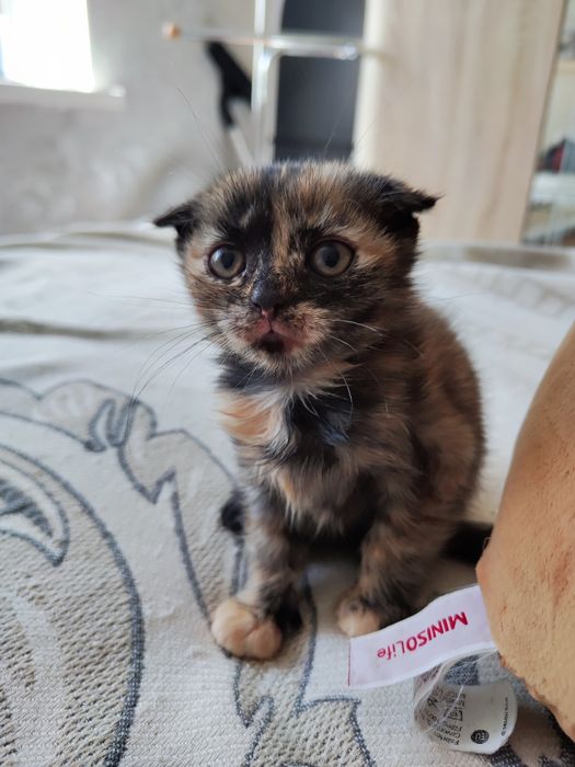 В добрые руки кошечки