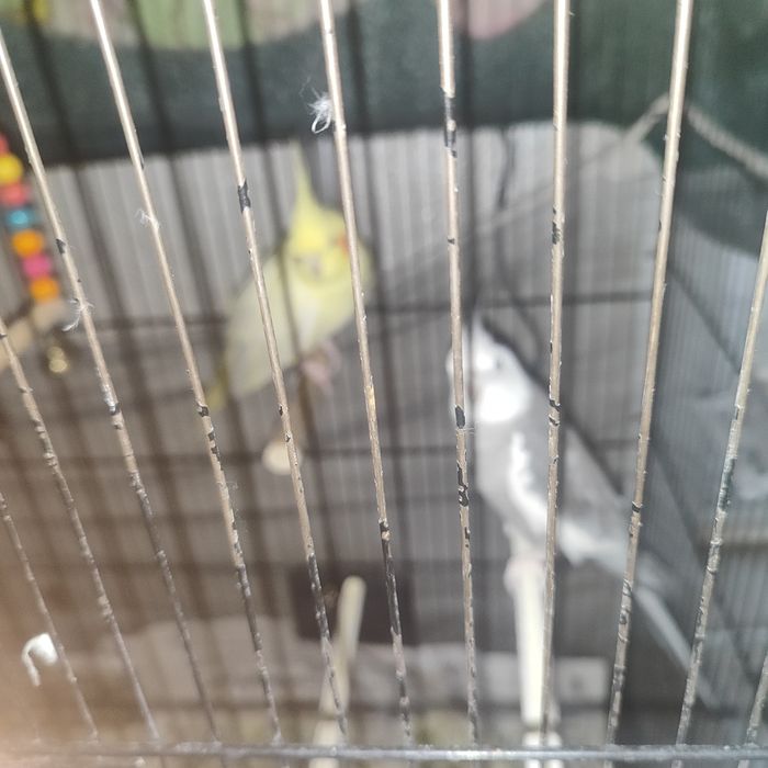 Птица папугай корелла