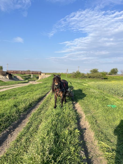 Poneiță de vînzare