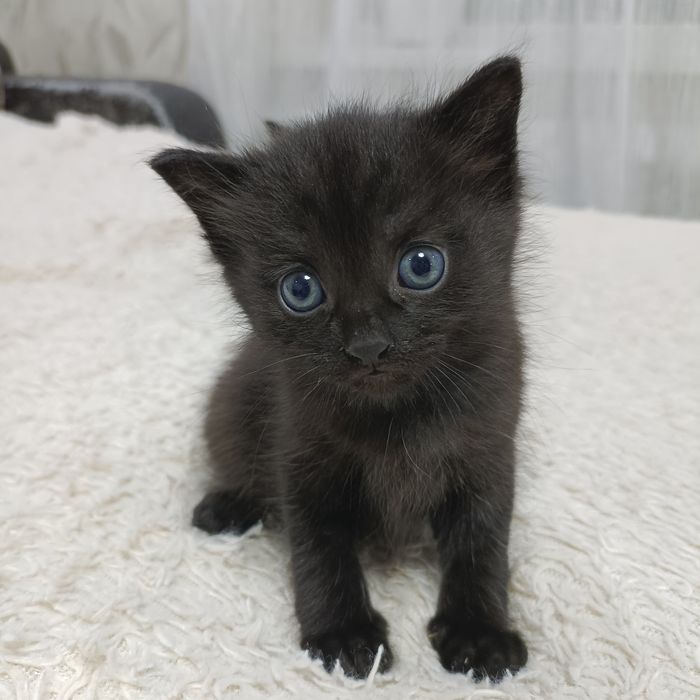Отдам котят в хорошие руки