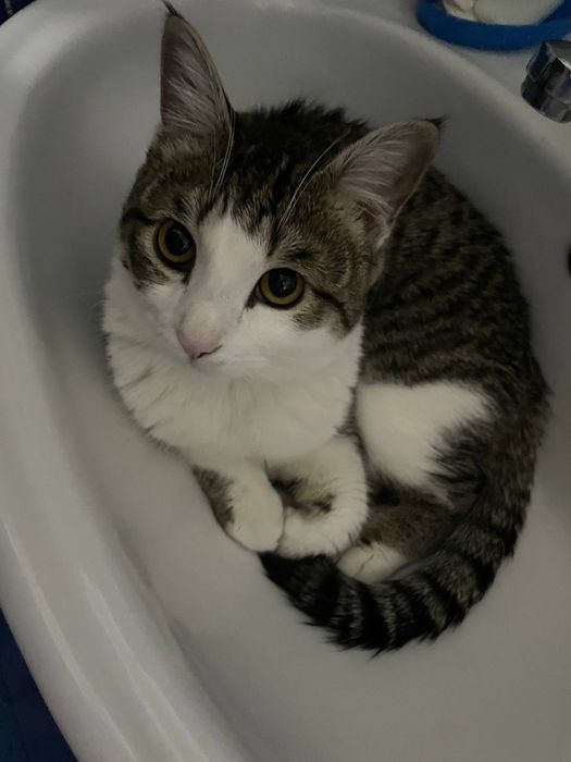 Mushuk sotiladi! Котик продаётся!