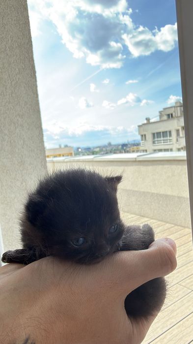 Британска късокосместа
