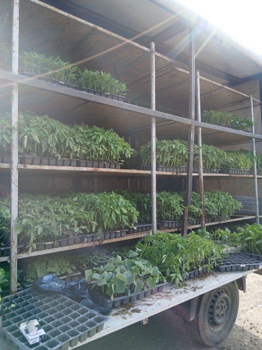 Producator  Răsaduri , vanzare toata tara