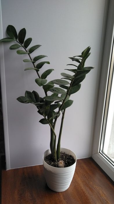 Продам замиокулькас