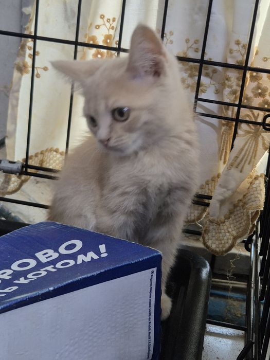 Котенок мальчик примерно 3.5 месяца
