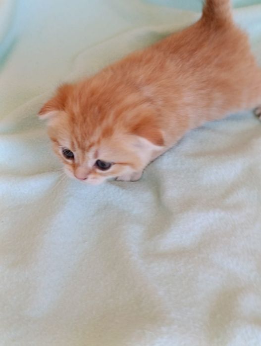 Scottish straight și fold  golden fetițe.