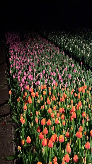 Тюльпаны голландские оптом Алматы