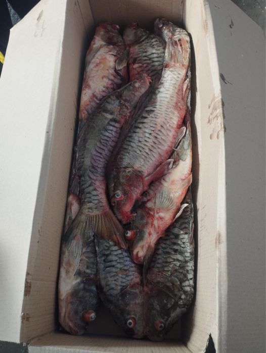 Рыба сазан карп оптом