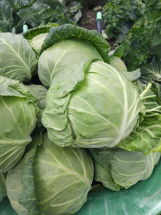 Varză 1.5 lei kilogramul