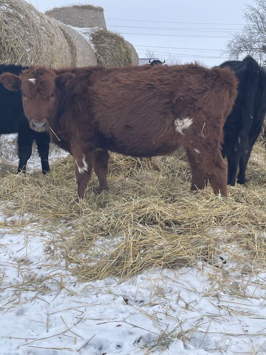 Продам трех быков