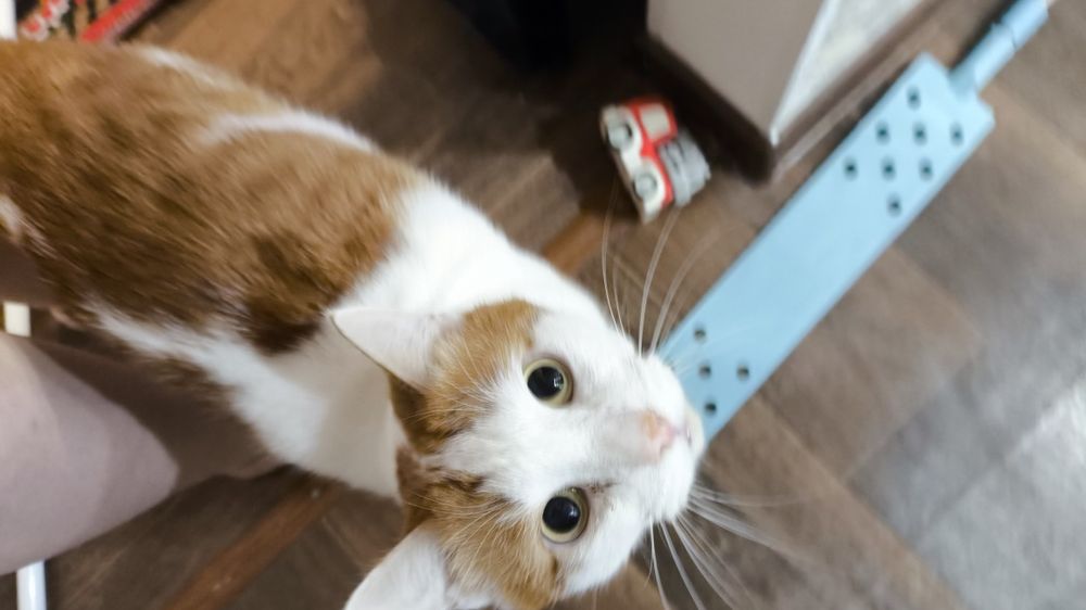 Рыжий кот для вас