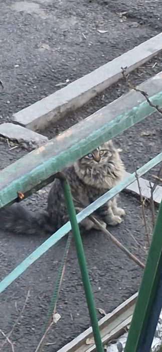 Котятя в добрые руки!