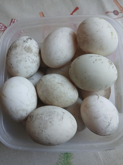 Продам утиные яйца