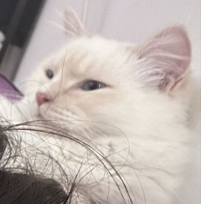 Отдам котенка в хорошие руки!