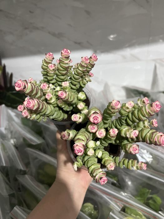 Комнатные растения