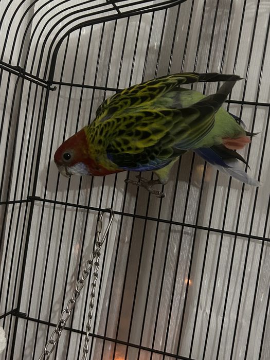 Vand Papagal Rosella, cusca, accesorii si mancare