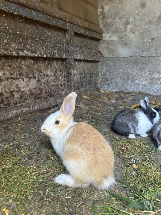 Iepurasi spre adoptie