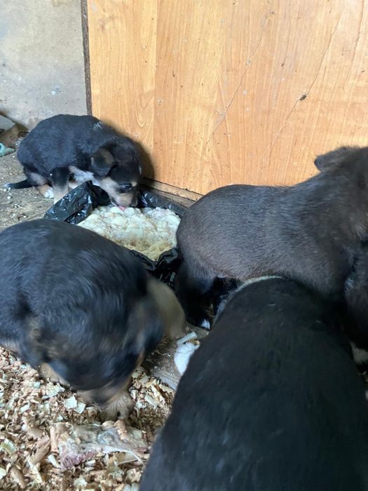 щенки в добрые руки