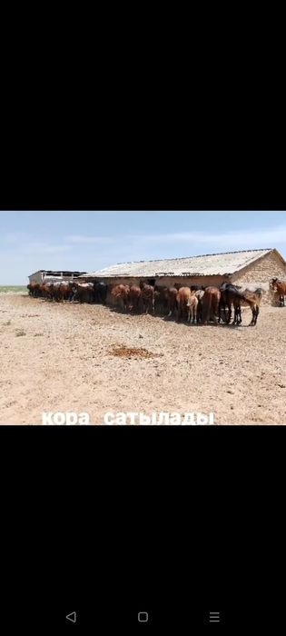 қора сатылады 280млн