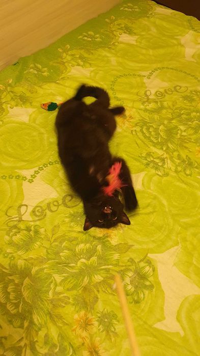 Приемен / постоянен Дом за Черна принцеса