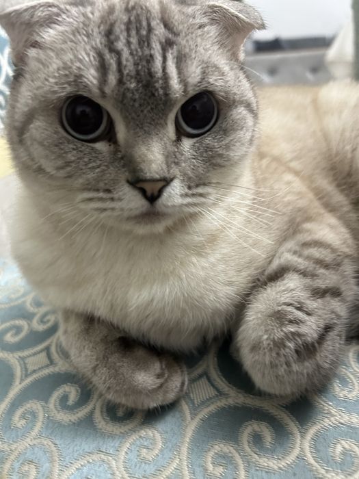 Кошка ,девочка,6лет,не родила совсем,