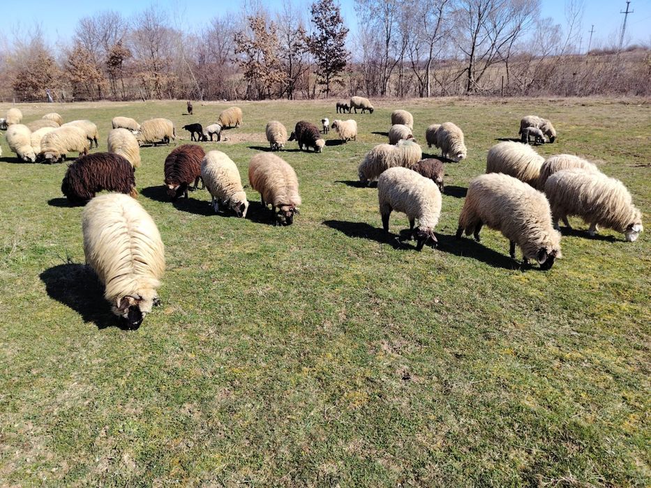 Vând oi cu miei tinere