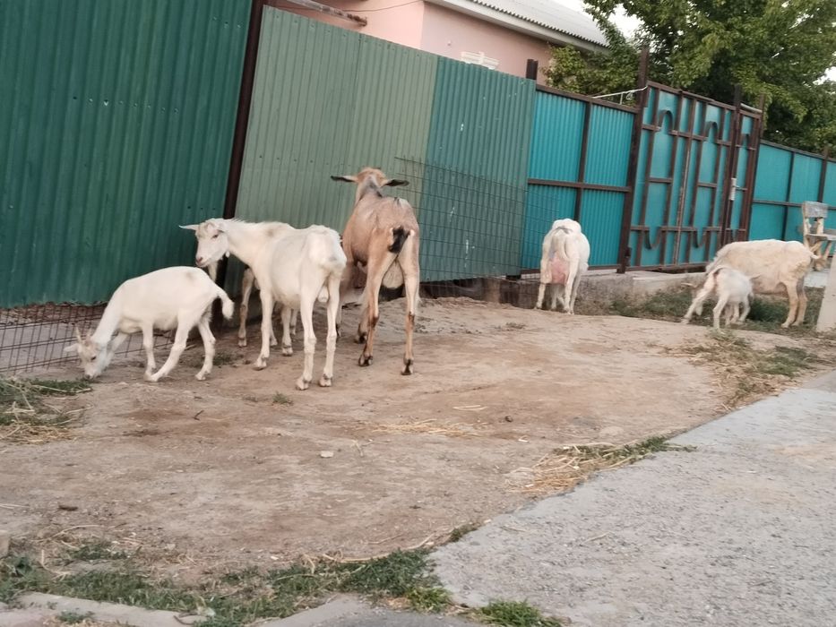 лактар занен порода