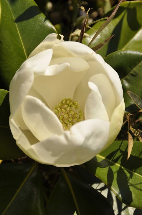 Magnolia grandiflora flori mari parfumate livrare in toata tara