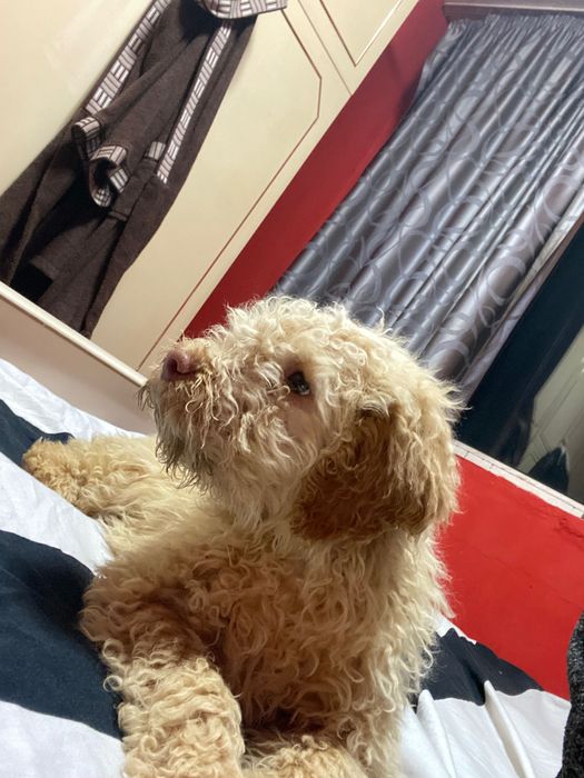 Лагото Романьоло