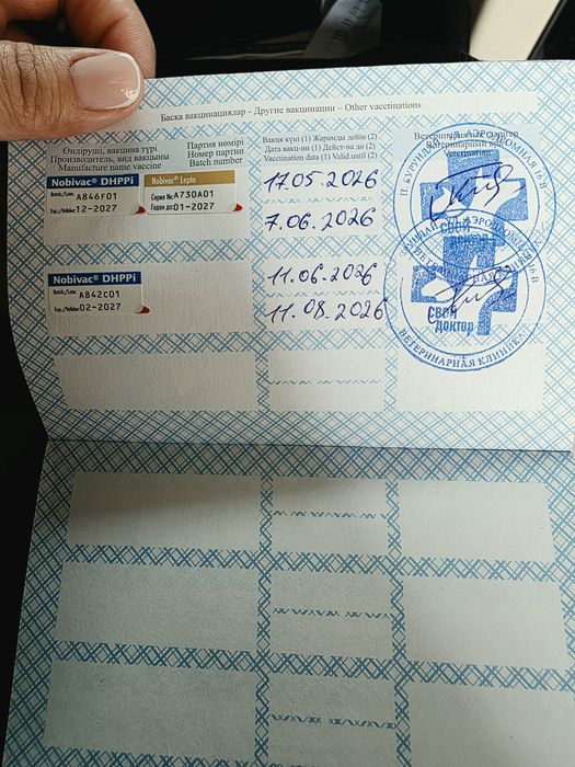 Продам САО щенка девочка