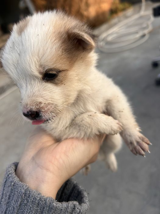 Отдам щенков в добрые руки