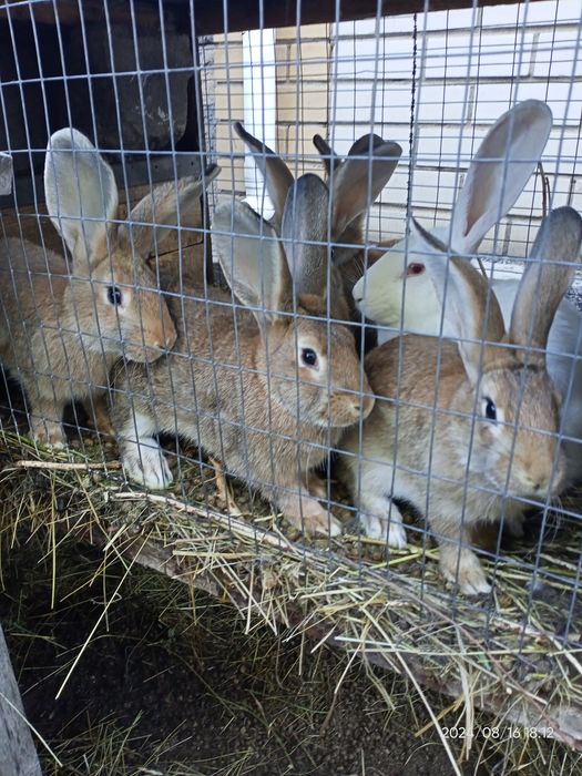 Молодые кролики .