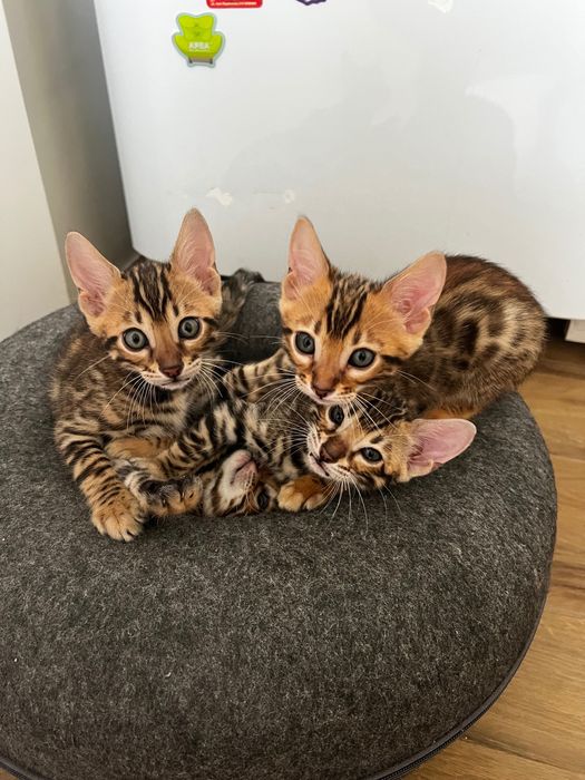 Бенгалски котета