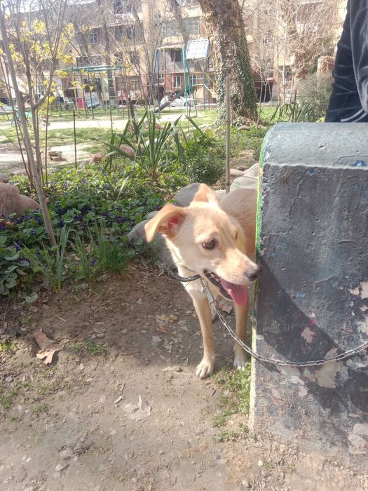 Собачка в добрые руки