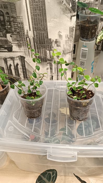 Фикус Пумила Вайт санни