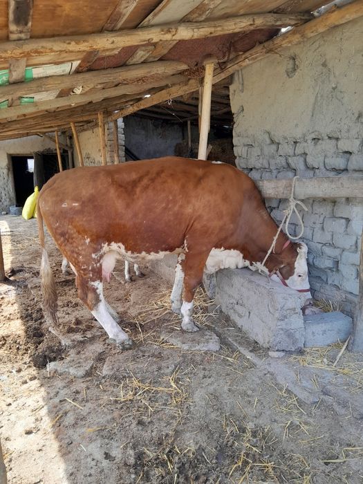 Семинтал сотилади