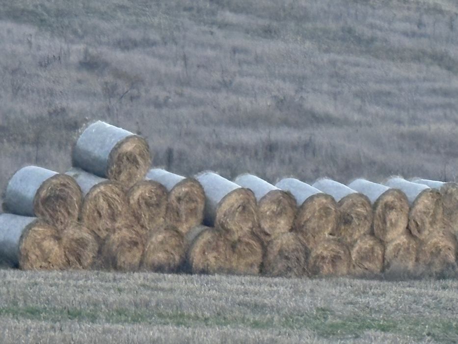 baloti din paie de grau 50 de lei balotul