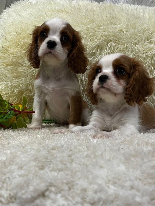 Шикарные щенки кавалер кинг чарльз спаниель