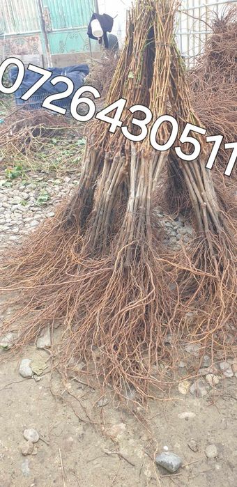 Butasi vita de vie OFERTA