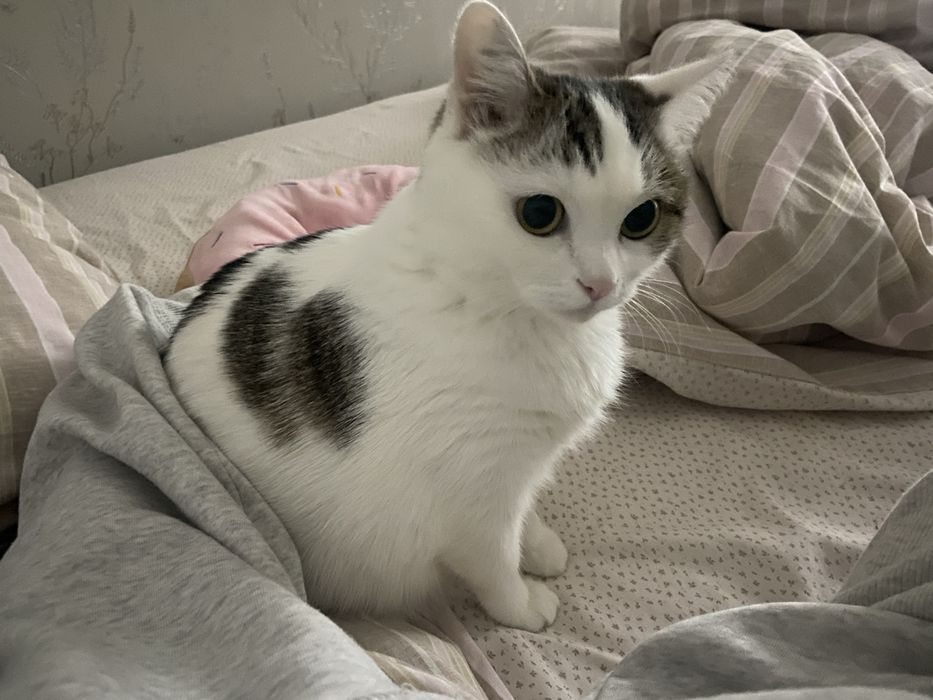 Отдам кошку в добрые руки